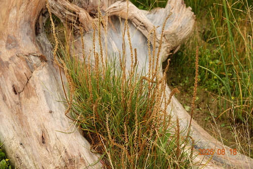 common arrowgrass