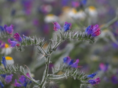 Echium plantagineum