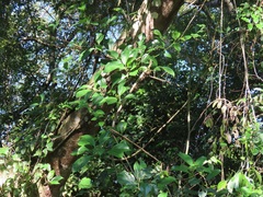 Scepocarpus trinervis