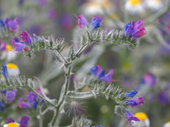 Echium plantagineum