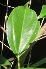 Scepocarpus trinervis