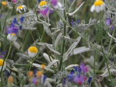 Echium plantagineum