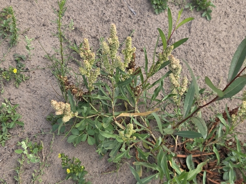 Rumex triangulivalvis, photograph 6