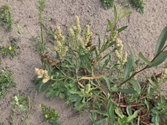 Rumex triangulivalvis, photograph author not stated, no rights reserved