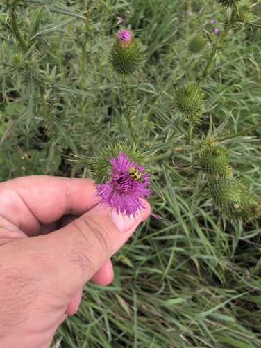 Spotted Cucumber Beetle