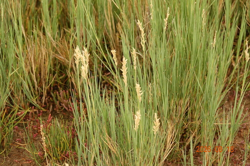 Inland Saltgrass