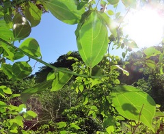 Scepocarpus trinervis