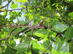 Scepocarpus trinervis