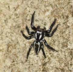 Carrhotus viduus