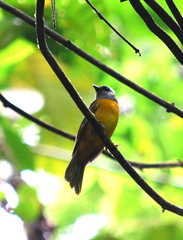 Eucometis penicillata cristata