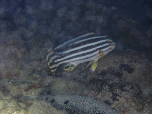 Plectorhinchus lessonii observed 2026-08-19