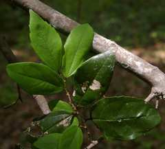 Celtis mildbraedii