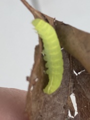 Orthosia hibisci