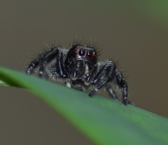 Carrhotus viduus