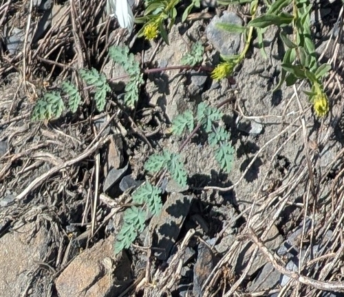 Lomatium martindalei, photograph 5