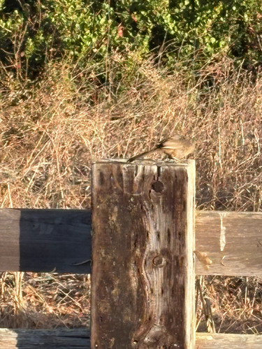iNaturalist observation photo of California Towhee