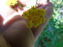 Leiotulus aureus