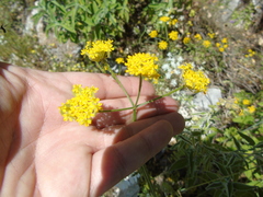 Leiotulus aureus