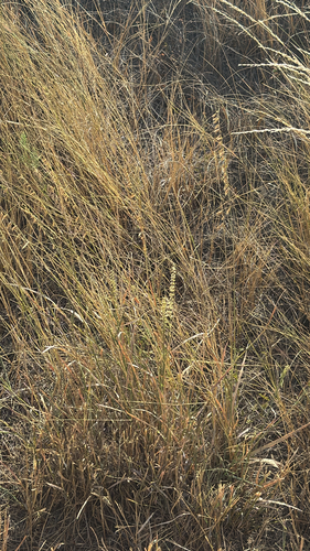 sideoats grama