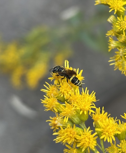 Hump-backed Beewolf