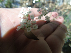 Scaligeria napiformis