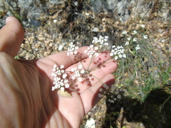Scaligeria napiformis