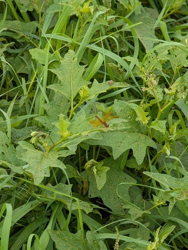 Eastern Amberwing