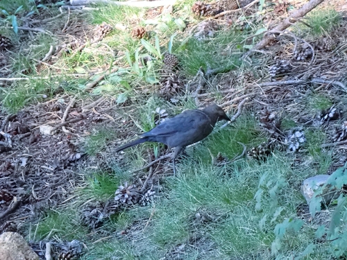 iNaturalist observation photo of Brewer's Blackbird