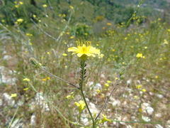 Picris pauciflora