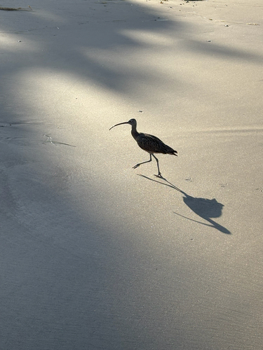 iNaturalist observation photo of Long-billed Curlew