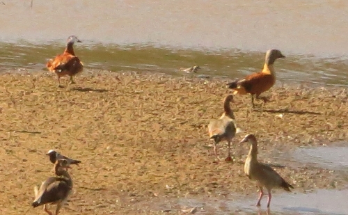 iNaturalist image