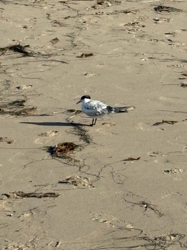 iNaturalist observation photo of Royal Tern