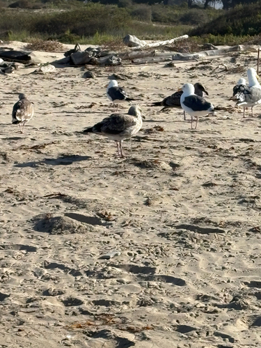 iNaturalist observation photo of Western Gull