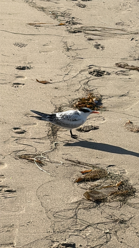 iNaturalist observation photo of True Terns