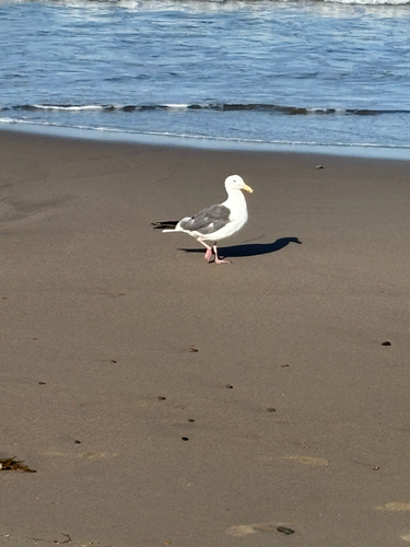 iNaturalist observation photo of Western Gull