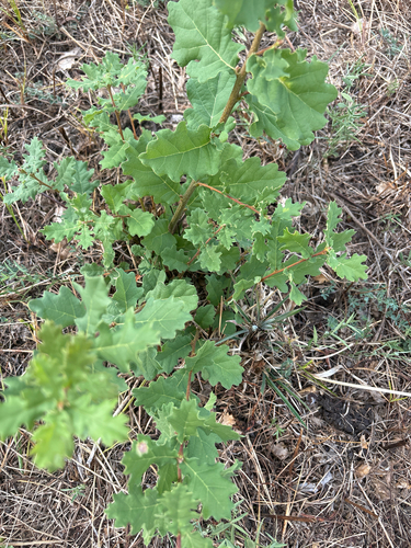downy oak