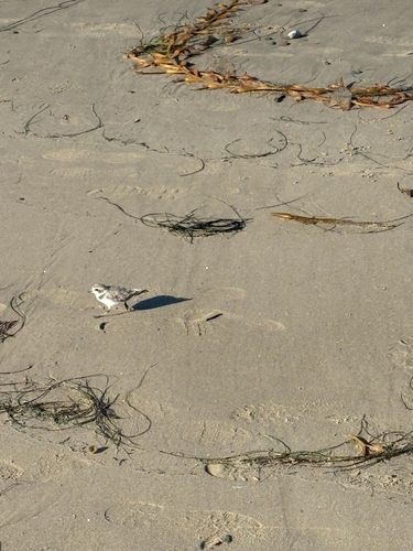 iNaturalist observation photo of Snowy Plover