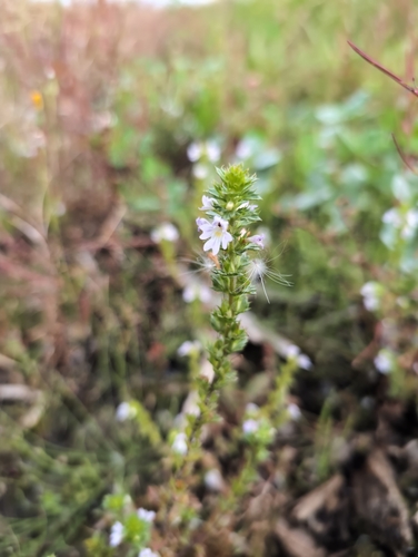 Common Eyebright