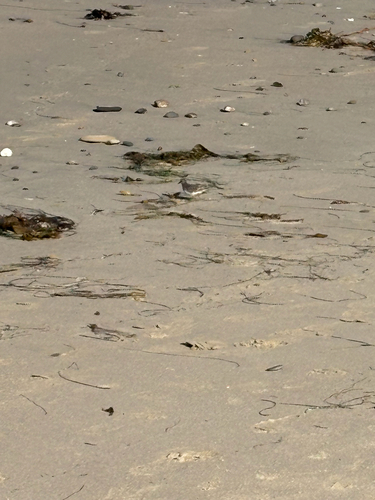 iNaturalist observation photo of Shorebirds and Allies