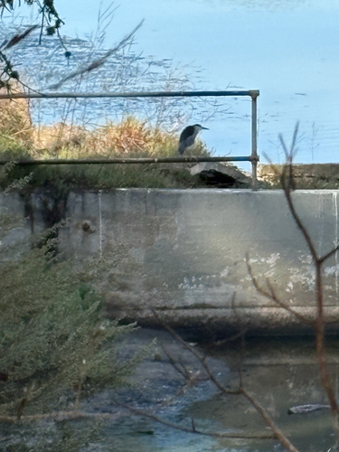 iNaturalist observation photo of Black-crowned Night Heron