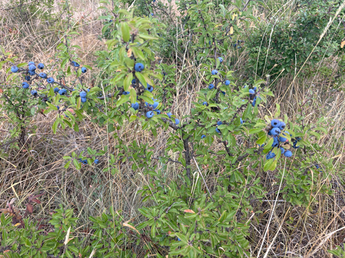 Blackthorn