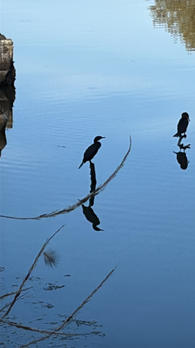 iNaturalist observation photo of Double-crested Cormorant