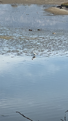iNaturalist observation photo of Snowy Egret
