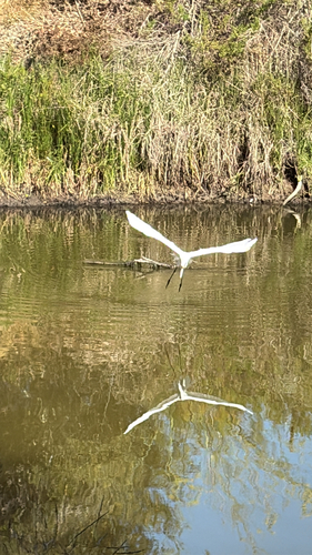 iNaturalist observation photo of Great Egret