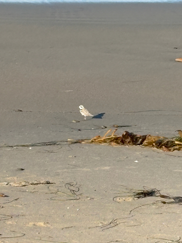 iNaturalist observation photo of Snowy Plover