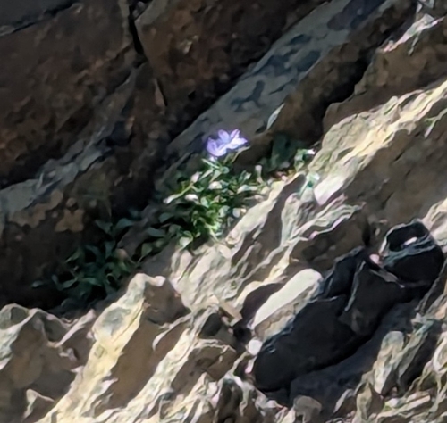 Campanula piperi, photograph 6