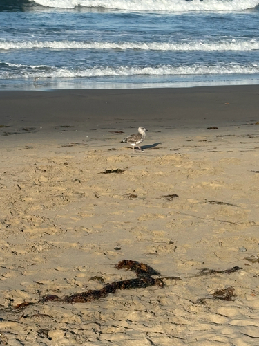 iNaturalist observation photo of Western Gull