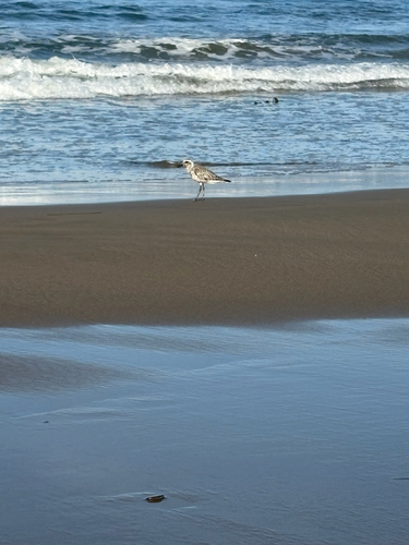 iNaturalist observation photo of Black-bellied Plover