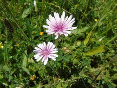 Crepis rubra
