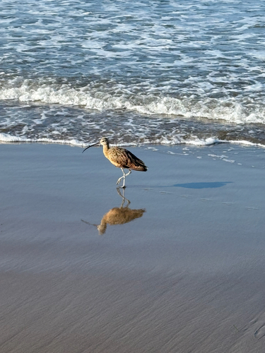 iNaturalist observation photo of Long-billed Curlew